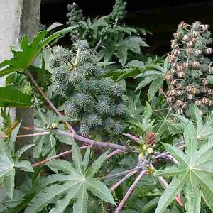 Ricinus communis Zeleni