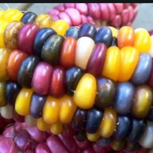 Kukuruz Meteor Inked