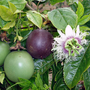 Passiflora Edulis Purple