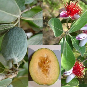 Acca sellowiana  / Fežo