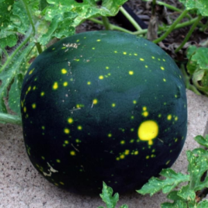 Lubenica Moon and stars / Yellow