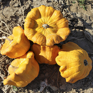 Patišon Gelber Englischer