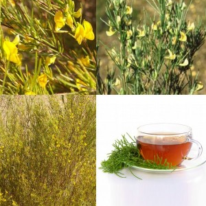 Aspalathus linearis / Roibos | Oro Seeds