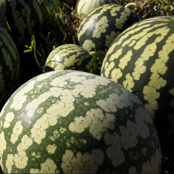 Lubenica Preserving Serbian melon
