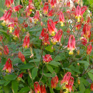 Aquilegia canadensis / Kandilica