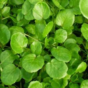 Potočarka / Nasturtium officinale