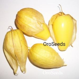 Tomatillo Queen of Malinalco