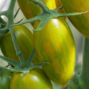Paradajz Green Tiger