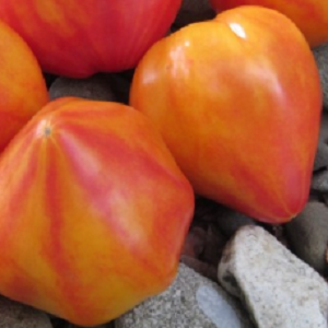 Paradajz Orange Russian