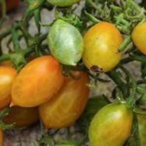 Paradajz Galapagos yellow