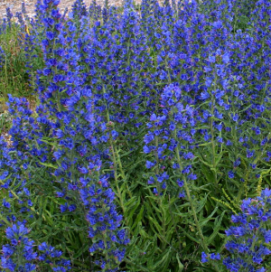 Echium vulgare Vipers Bugloss