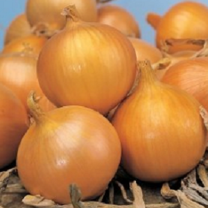 Crni luk Texas Grano 502