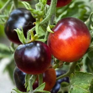 Paradajz Blue Streak