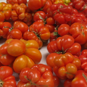 Paradajz Reisetomate
