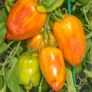 Paradajz Yellow Fire