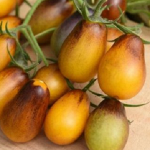 Paradajz Indigo Pear Drops