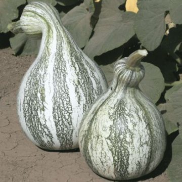 Bundeva Cushaw Striped