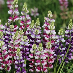 Lupine hartwegii mix