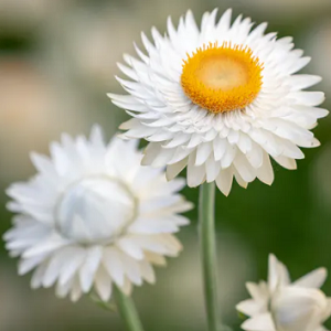 Helichrysum bracteatum White