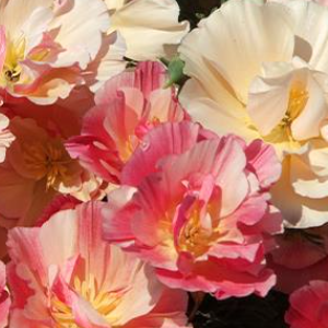 Eschscholzia c. / Thai Silk Appleblossom Chiffon