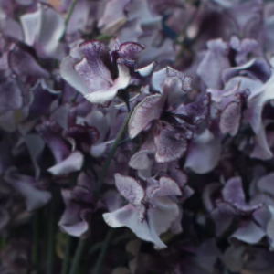 Lathyrus O. / Mirisna grahorica / Spencer Nimbus