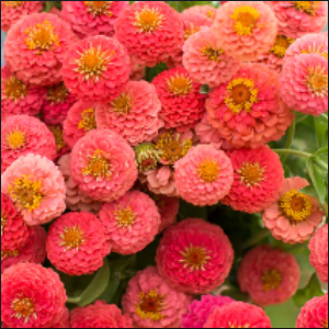 Zinnia liliput Gem Salmon