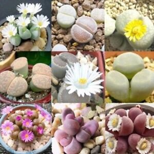 Pleiospilos mix