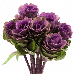 Ukrasni kupus Crane Ruby / Za rezanje