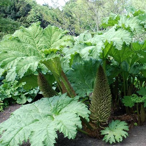 Gunnera manicata / Hrana Dinosaurusa