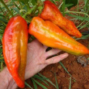 Paprika Giant Aconcagua