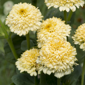 Zinnia elegans Cresto Cream