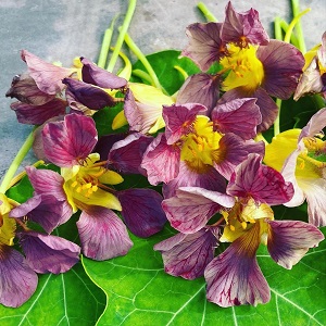 Tropaeolum minus / Dragoljub Purple Emperor