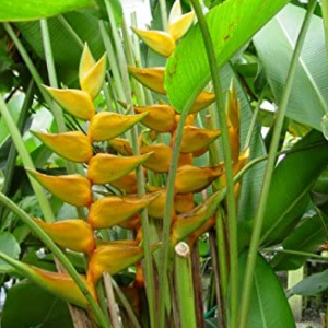 Heliconia Mayan Gold