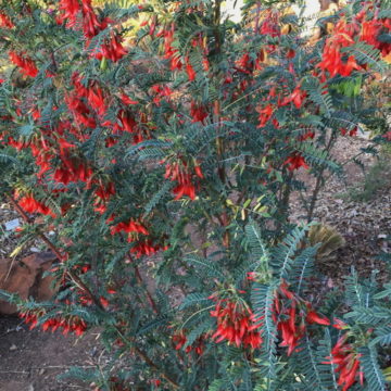 Sutherlandia frutescens / Čudesna biljka