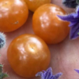 Jaltomata bernardelloana