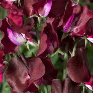 Lathyrus Odoratus / Mirisna grahorica Elegance Burgundy