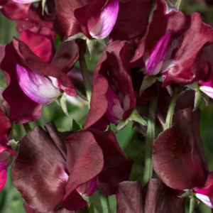 Lathyrus Odoratus / Mirisna grahorica Elegance Burgundy