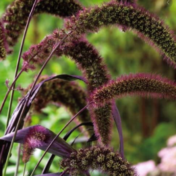 Setaria Italica Red Jewel