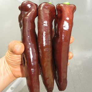 Paprika Corno di Toro Chocolate
