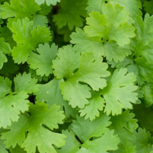 Azijski Korijander Leisure