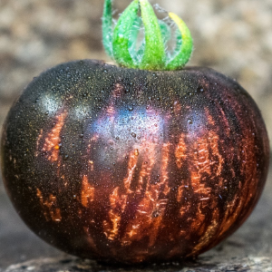 Paradajz Queen Of The Night