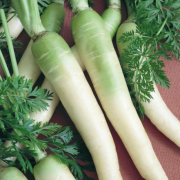 Šargarepa White Belgian