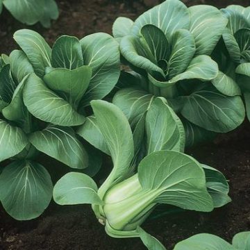 Baby Pak Choi - Green Stem
