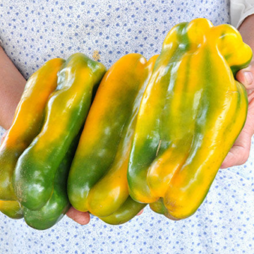 Paprika Yellow Monster