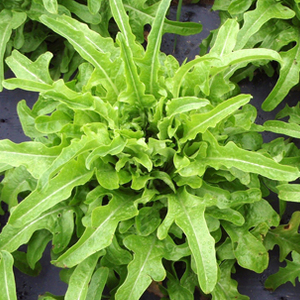 Salata Catalogna (Cut-and-come-again)