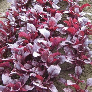 Cvekla ( Blitva ) Bulls Blood Scarletta