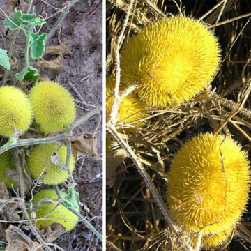 Cucumis dipsaceus / Ukrasni kratavac