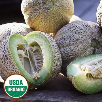 Dinja Eden's Gem Melon