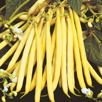 Boranija ( niska ) Rocquencourt