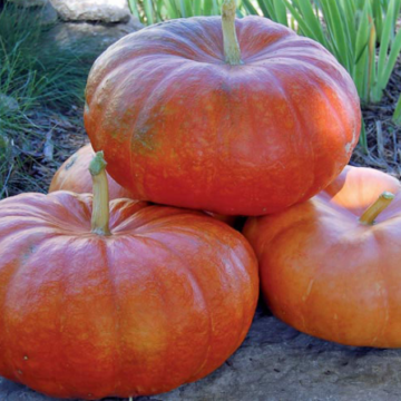 Bundeva Rouge Vif D` Etampes